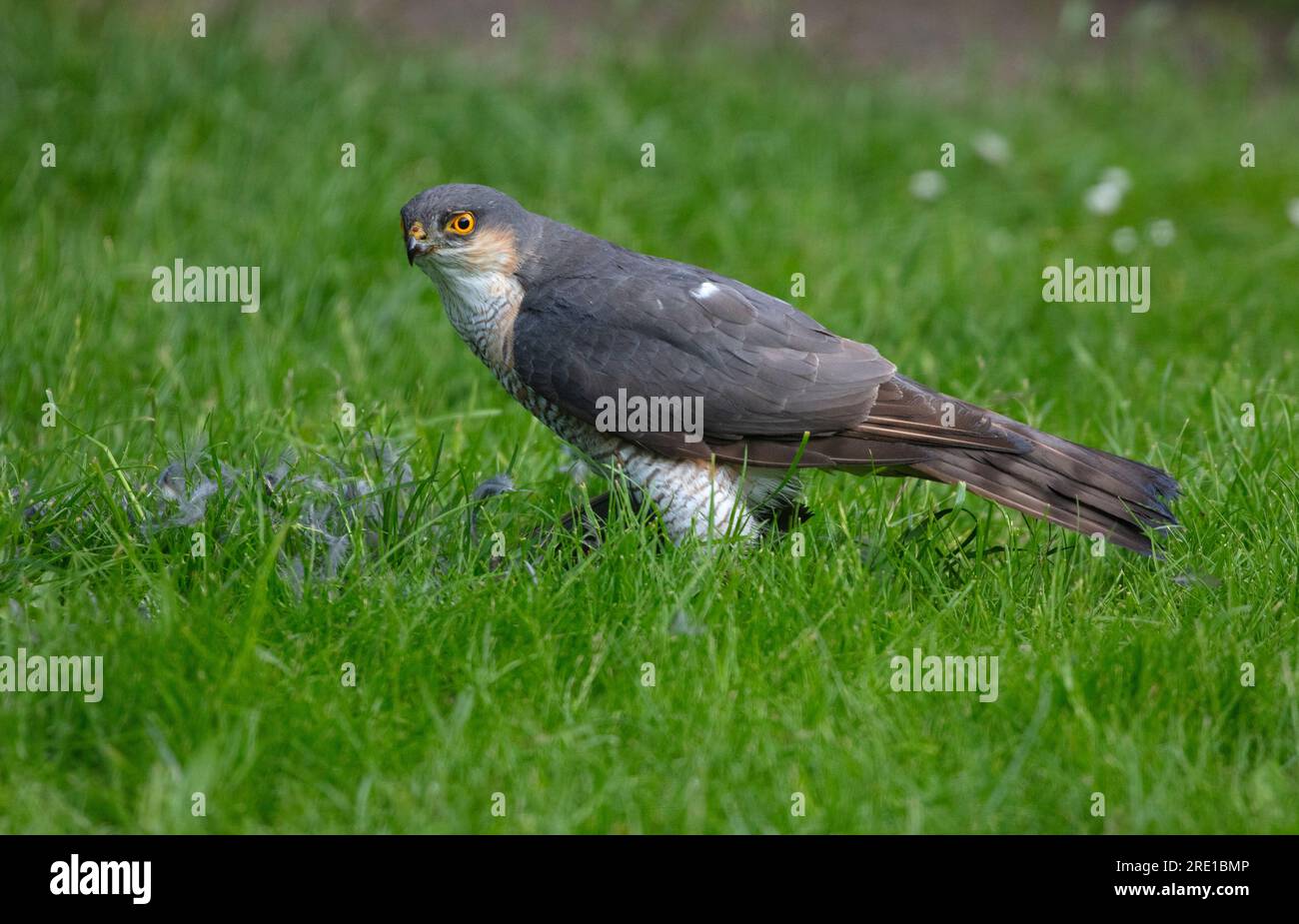 Sparrow Hawk über Kill im englischen Garten Stockfoto