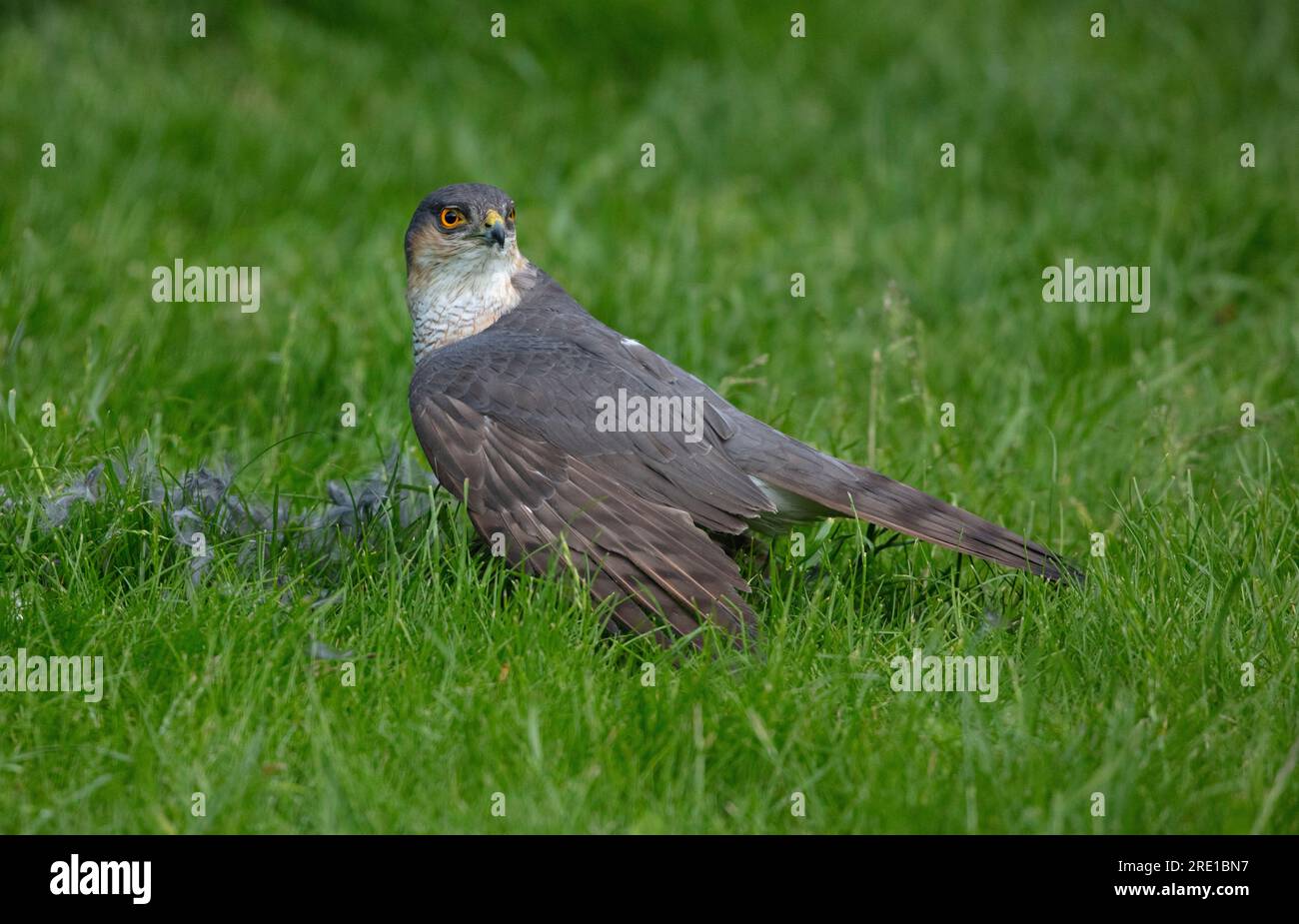 Sparrowkawk auf Töten im englischen Garten Stockfoto