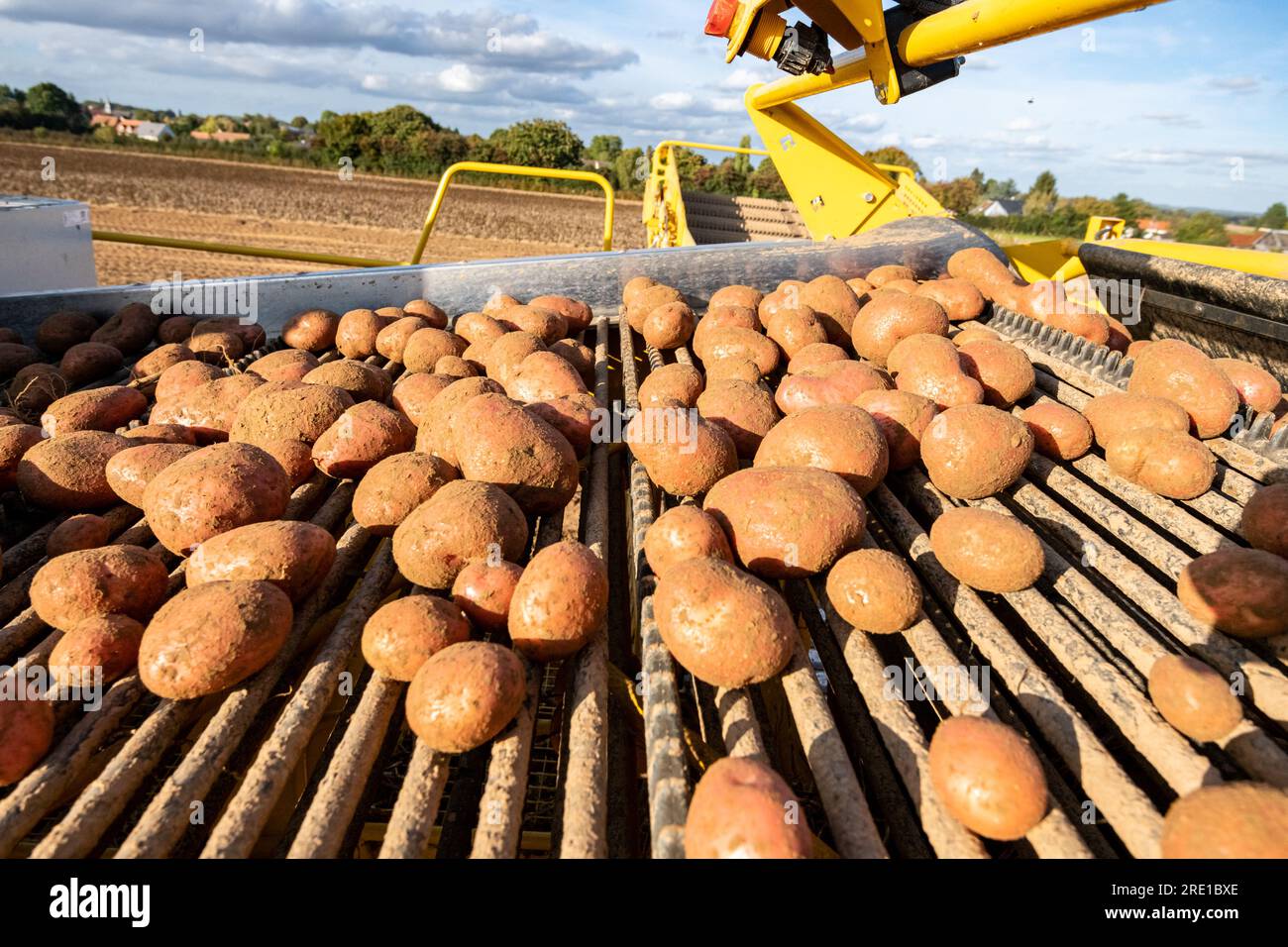 Kartoffelernte: Kartoffeln in der Mitte des Feldes ausgraben. Kartoffelerntemaschine ROPA Keiler 2 Manitou Kartoffeln, Knolle mit rosa Haut auf einem Förderband Stockfoto