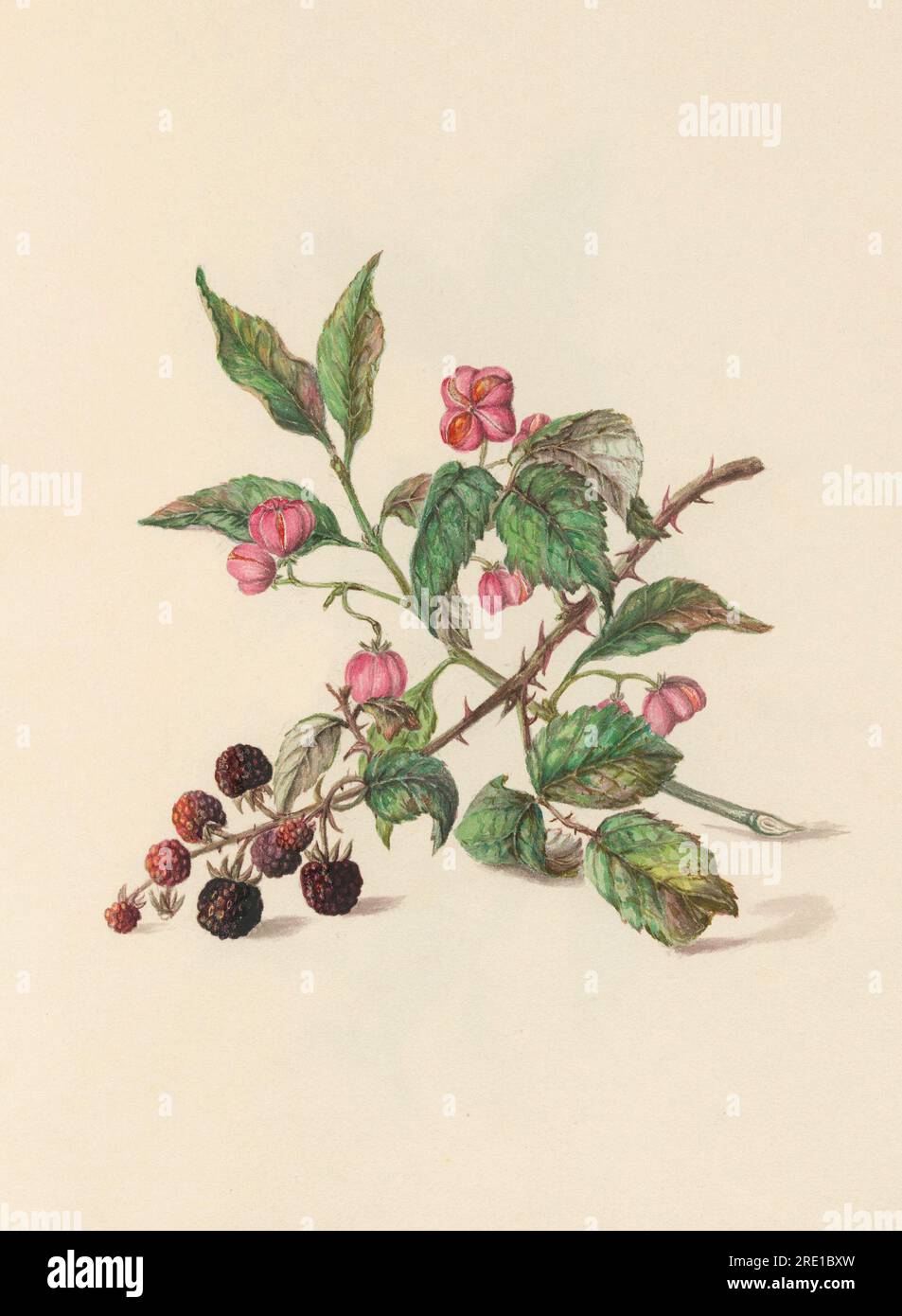 Buchillustrierung aus dem 19. Jahrhundert: Exquisite Aquarelle Darstellung von Beeren in Blüte. Ungefähr 1860 Stockfoto