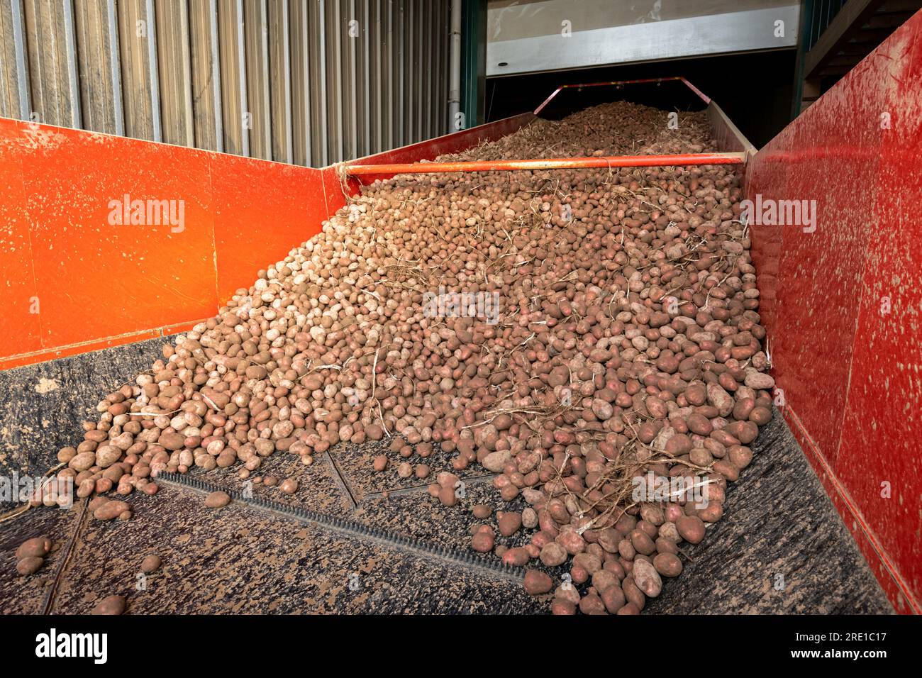 Kartoffelernte: Abladen des Ernteguts. Manitou-Kartoffeln, Knolle mit roter Haut Stockfoto