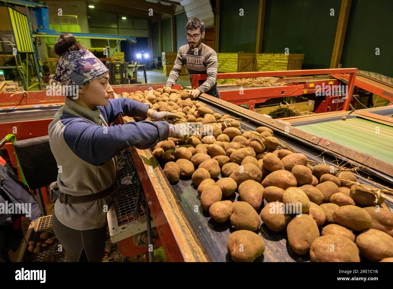 Kartoffelernte: Landwirtschaftliche Arbeiter, die Kartoffeln sortieren Mitarbeiter, die Manitou-Kartoffeln sortieren, Knollen mit rosa Haut. Kühllagerung Stockfoto