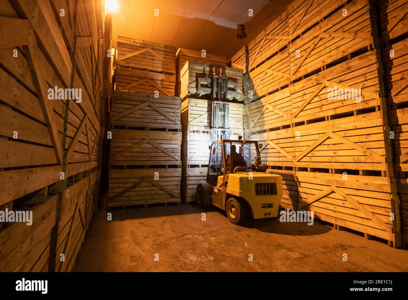 Kartoffelernte: Manitou-Kartoffeln, Knolle mit roter Haut. Große Holzkisten für den langfristigen Transport und die Lagerung von Kartoffelpflanzen. Gabelstapler Co Stockfoto