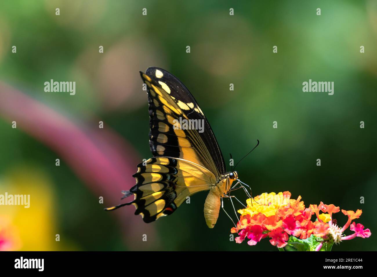 Wunderschöner gelber Schwalbenschwanz, der bunte Blumen mit Bokeh-Hintergrund bestäubt Stockfoto