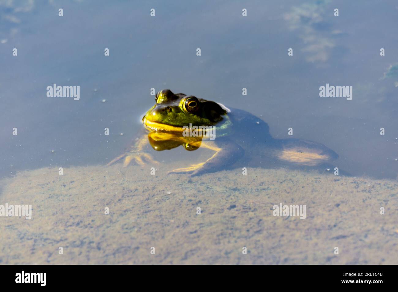 Ein Bullenfrosch sonnt sich im flachen Teich. Stockfoto