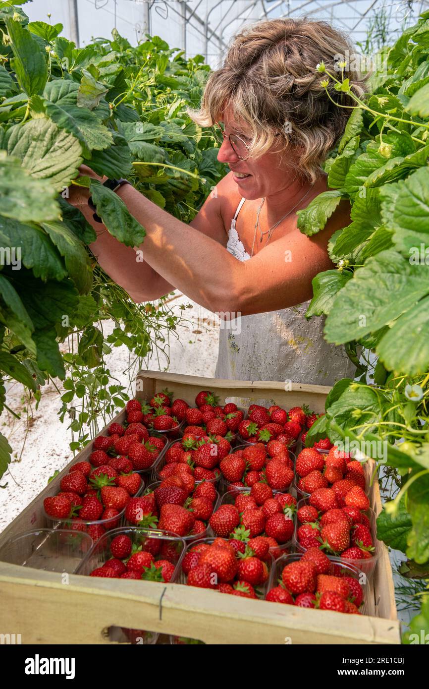 Erdbeeren, die unter einem Gewächshaus im Tal der seine angebaut werden. Saisonarbeiter, der Erdbeeren pflückt und sie in A steckt Stockfoto