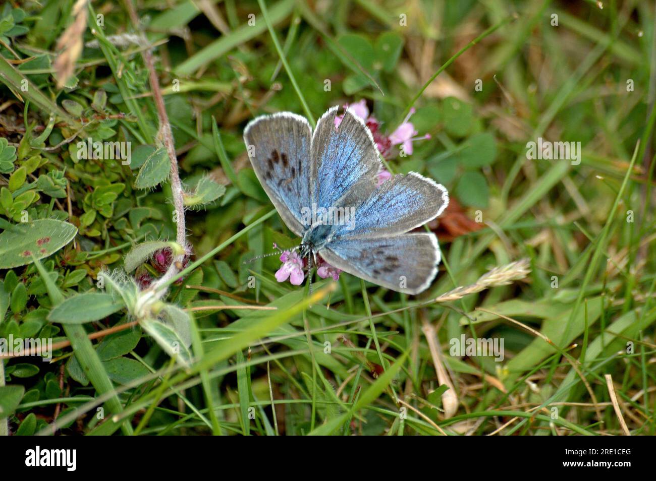 Large Blue Butterfly' Glaucopsyche arion' am Collard Hill in Somerset Stockfoto