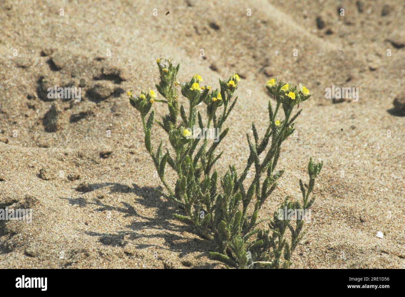 Sandkrötenflachs, 'Linaria arenaria', kurz, klebrig, gelb blühend, selten. Gefunden in Sanddünen. Küstenlebensraum. Mai bis September. Braunton. UK Stockfoto