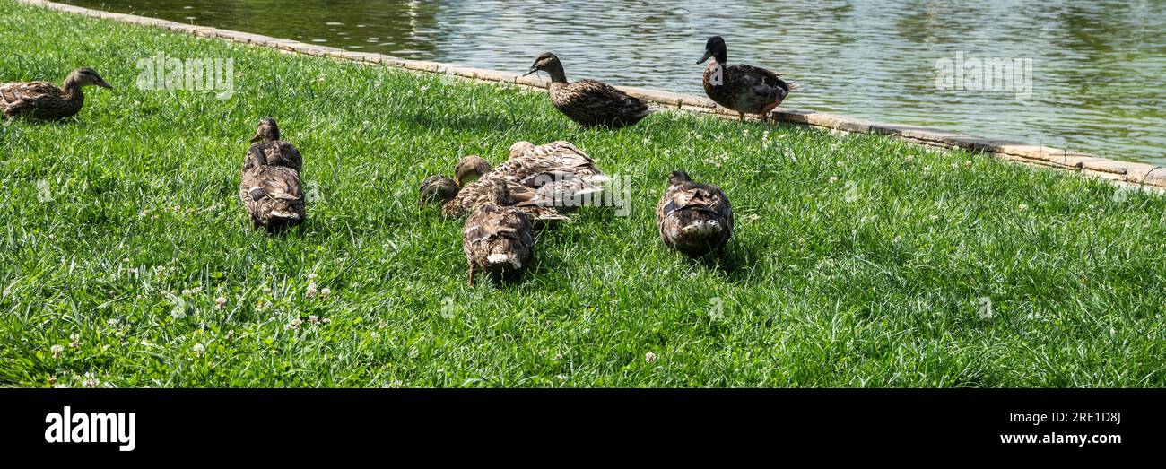 Enten im Park fressen frisches Gras Stockfoto