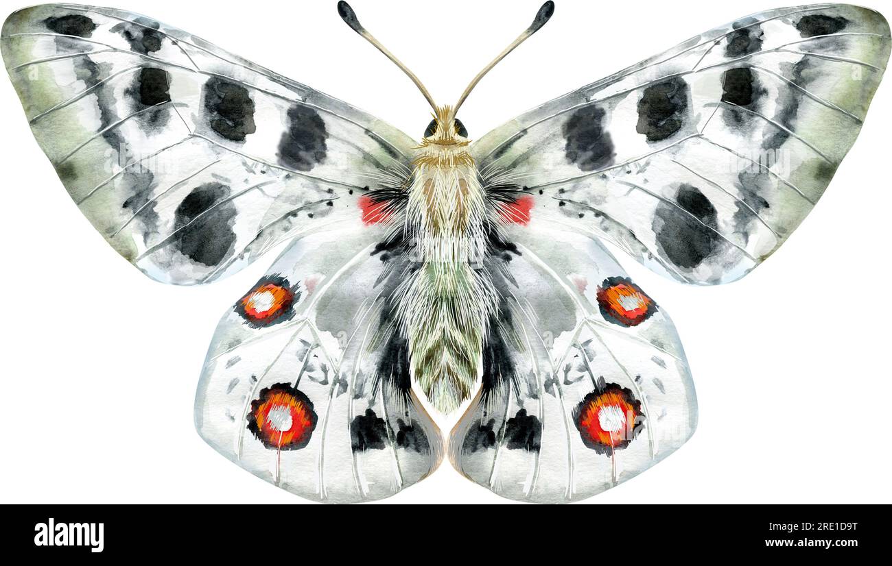 Der Apollo-Schmetterling lebt in bergigen Gegenden, isoliert auf weißem Hintergrund. Aquarelldarstellung Stockfoto