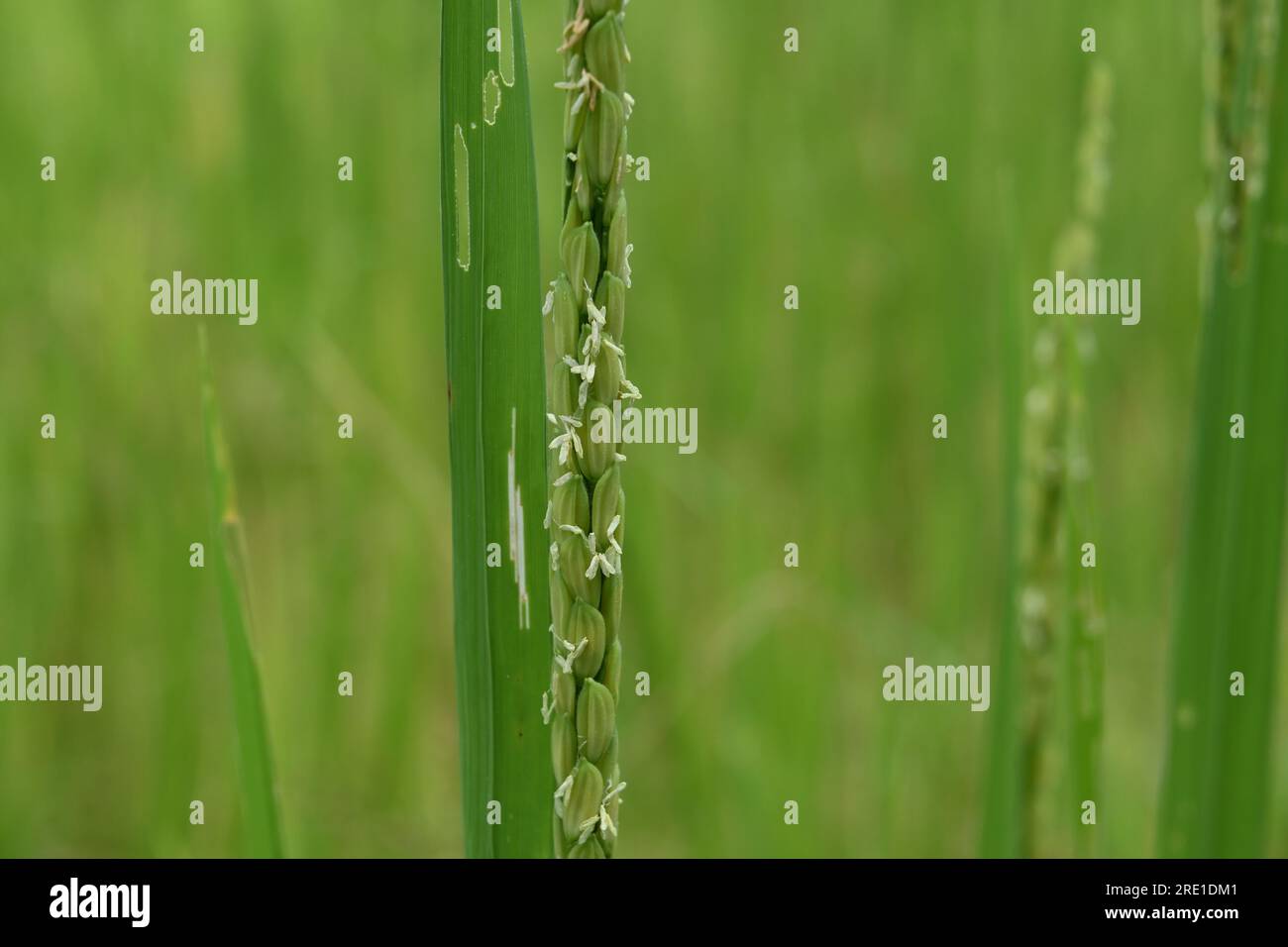 Nahaufnahme einer blühenden Reisblüte mit den winzigen Reisblumen. Ein durch Schädlinge beschädigtes Blatt im Hintergrund Stockfoto