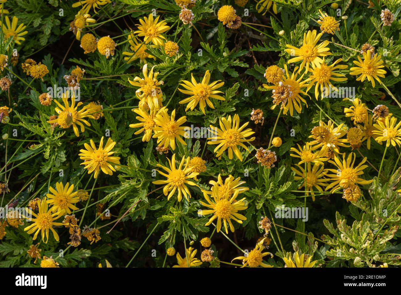 Blick aus der Nähe auf leuchtend gelbe Blumen von Euryops chrysanthemoides, auch bekannt als afrikanischer Buschblüten oder Bullenaugen, die im Garten bei Sonnenlicht im Freien blühen Stockfoto