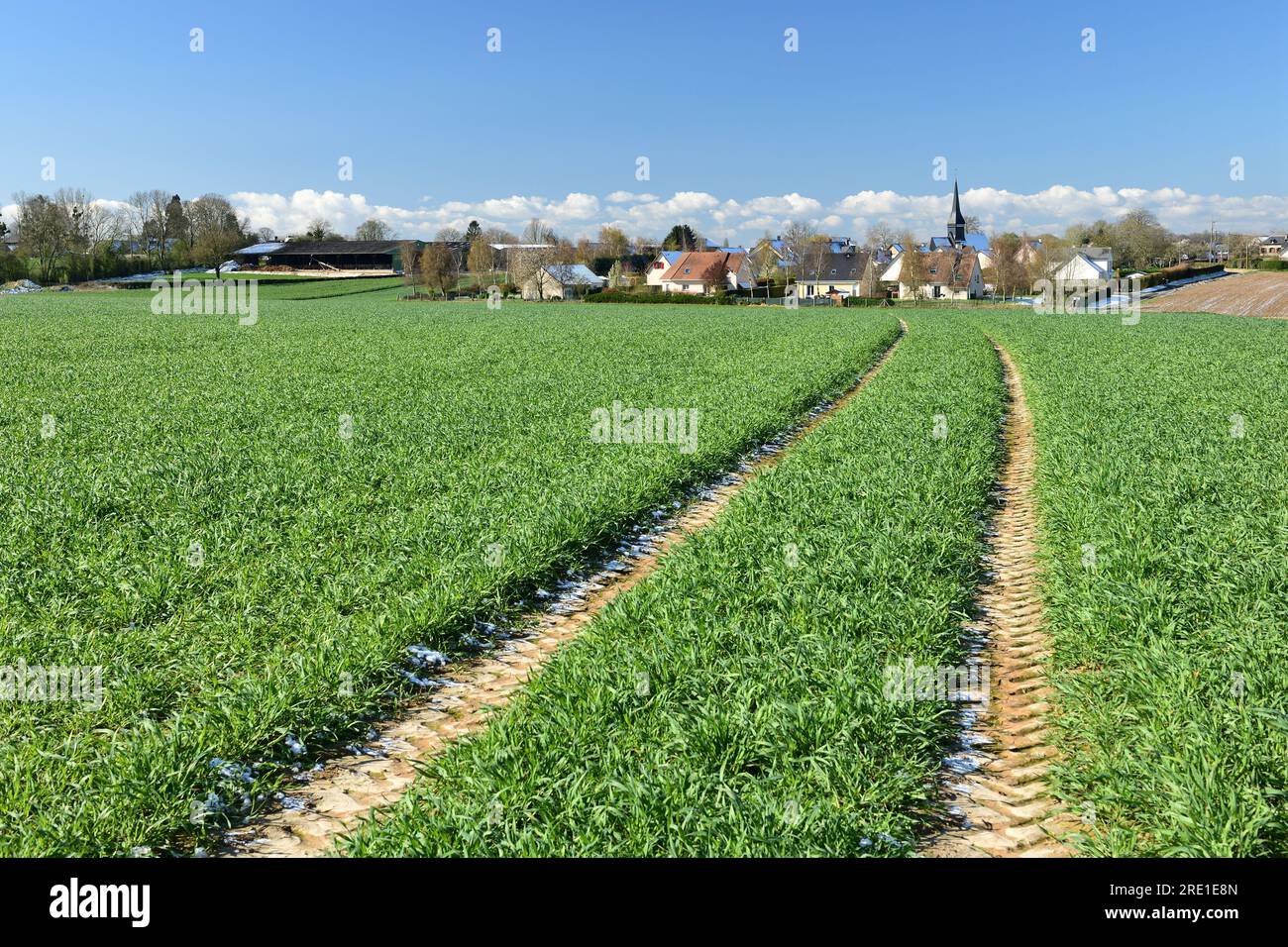 La Rue Saint Pierre (Nordfrankreich): Weizenfeld im Winter und Dorf im Hintergrund; Traktorradmarkierungen Stockfoto