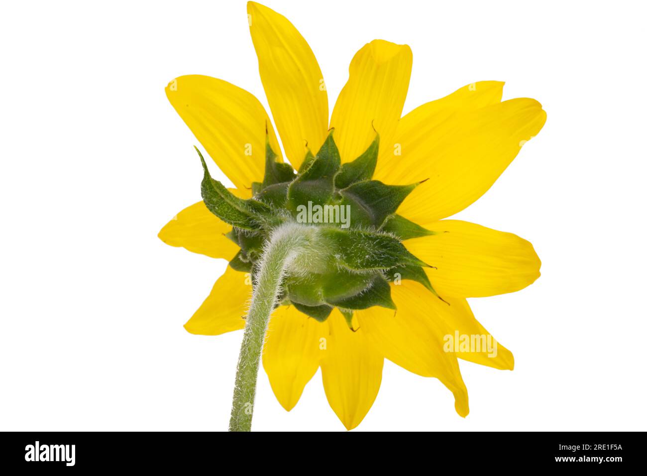 Kleine Sonnenblumen, isoliert auf weißem Hintergrund Stockfoto