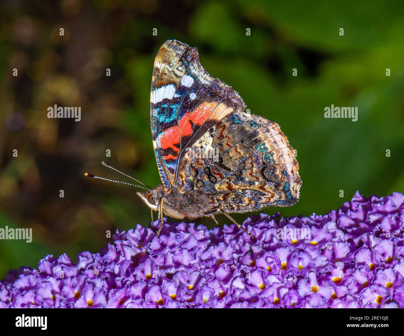 Ein roter Admiral-Schmetterling auf einer Buddleia-Blume, Chipping, Preston, Lancashire, Großbritannien Stockfoto