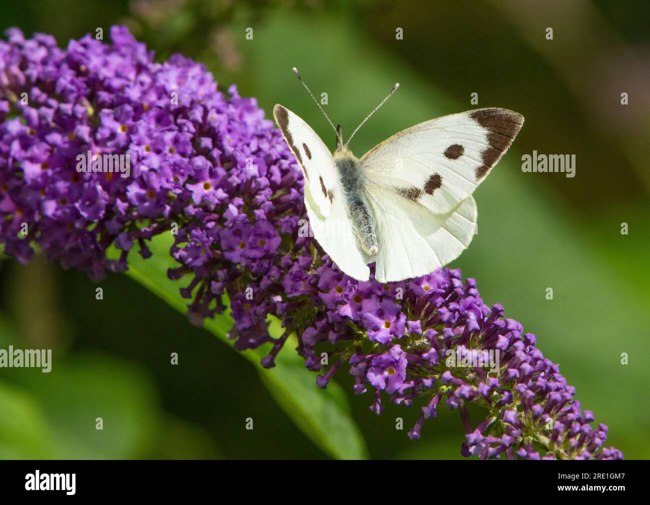 Ein großer weißer Schmetterling auf einer Buddleia-Blume, Chipping, Preston, Lancashire, Großbritannien Stockfoto
