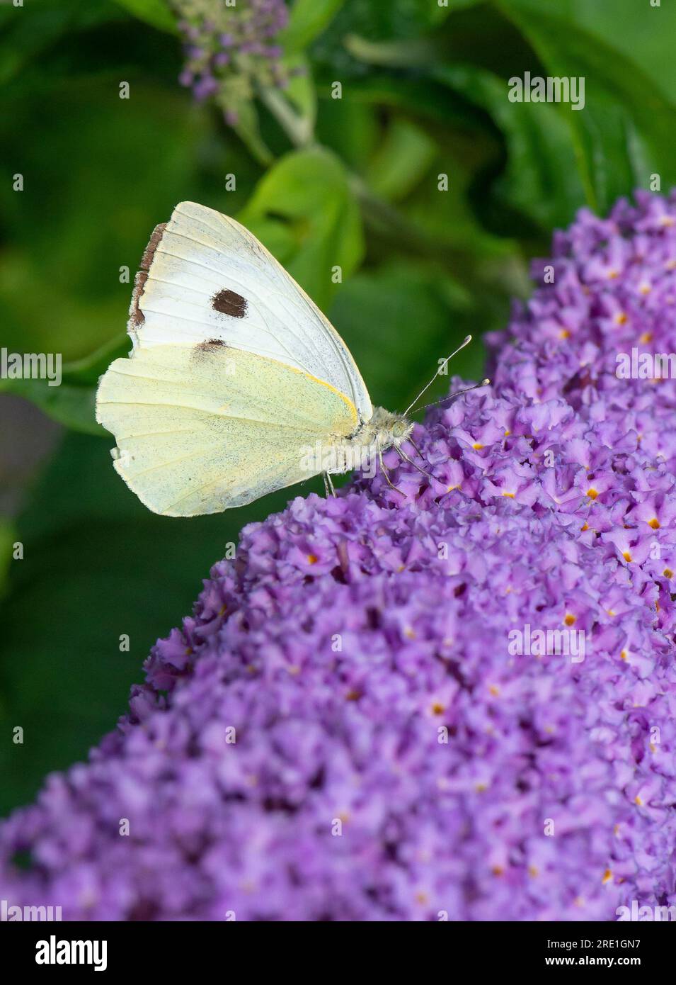 Ein großer weißer Schmetterling auf einer Buddleia-Blume, Chipping, Preston, Lancashire, Großbritannien Stockfoto