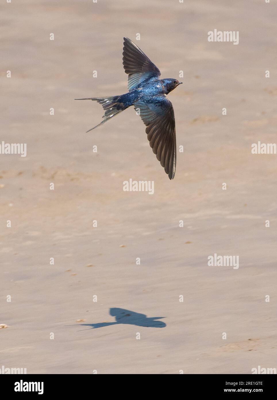 A Swallow Flying, Arnside, Milnthorpe, Cumbria, Vereinigtes Königreich Stockfoto