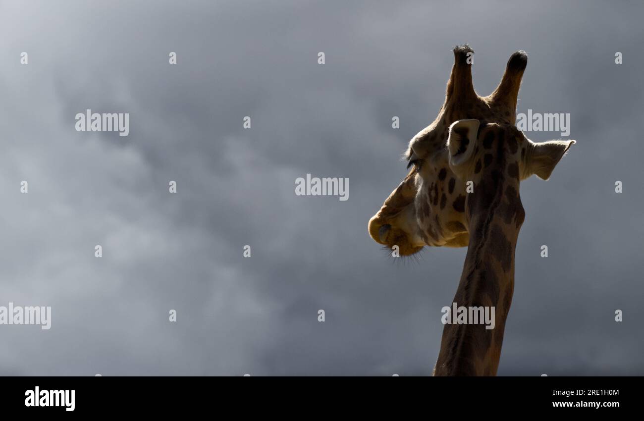 Kopf Einer Rothschild-Giraffe, Giraffa camelopardalis rothschild, Backlit, Ringlit mit Blick auf Einen dunklen stürmischen Himmel Stockfoto