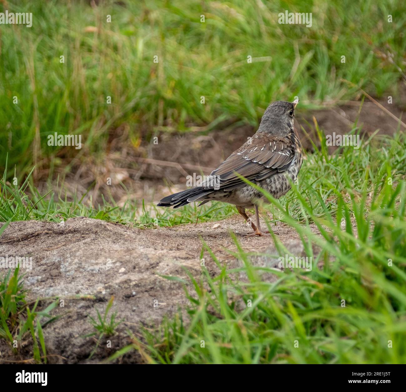 Seltsame Feldführung Stockfoto