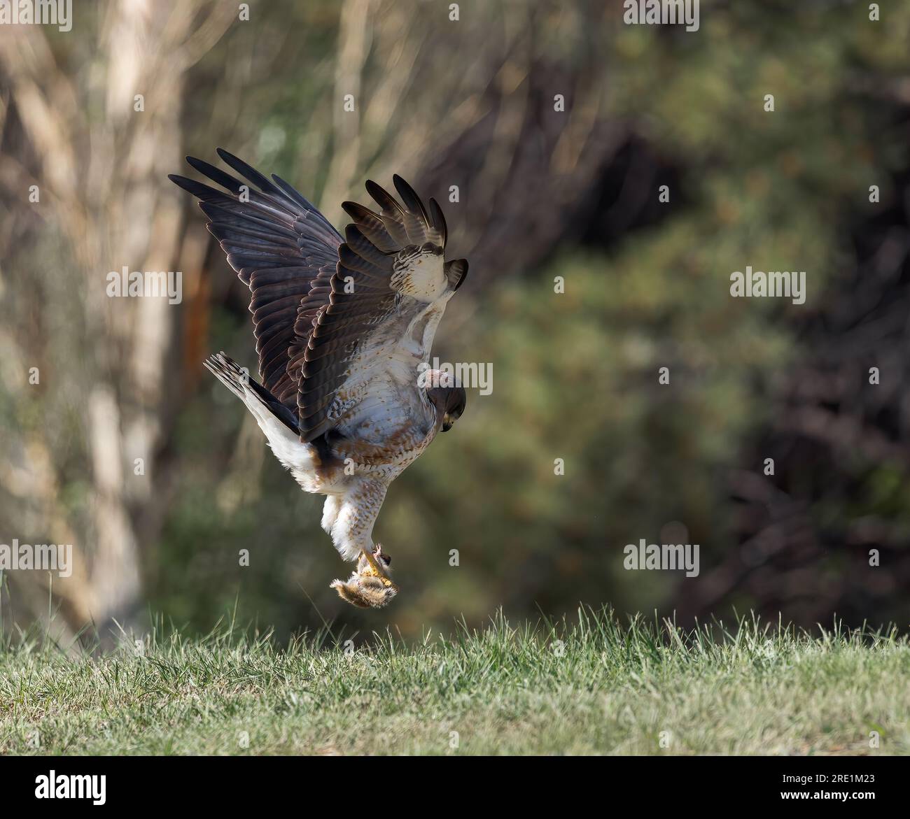 Ein Swainson-Hawk-Krallen hat einen festen Griff an einem Eichhörnchen. Stockfoto