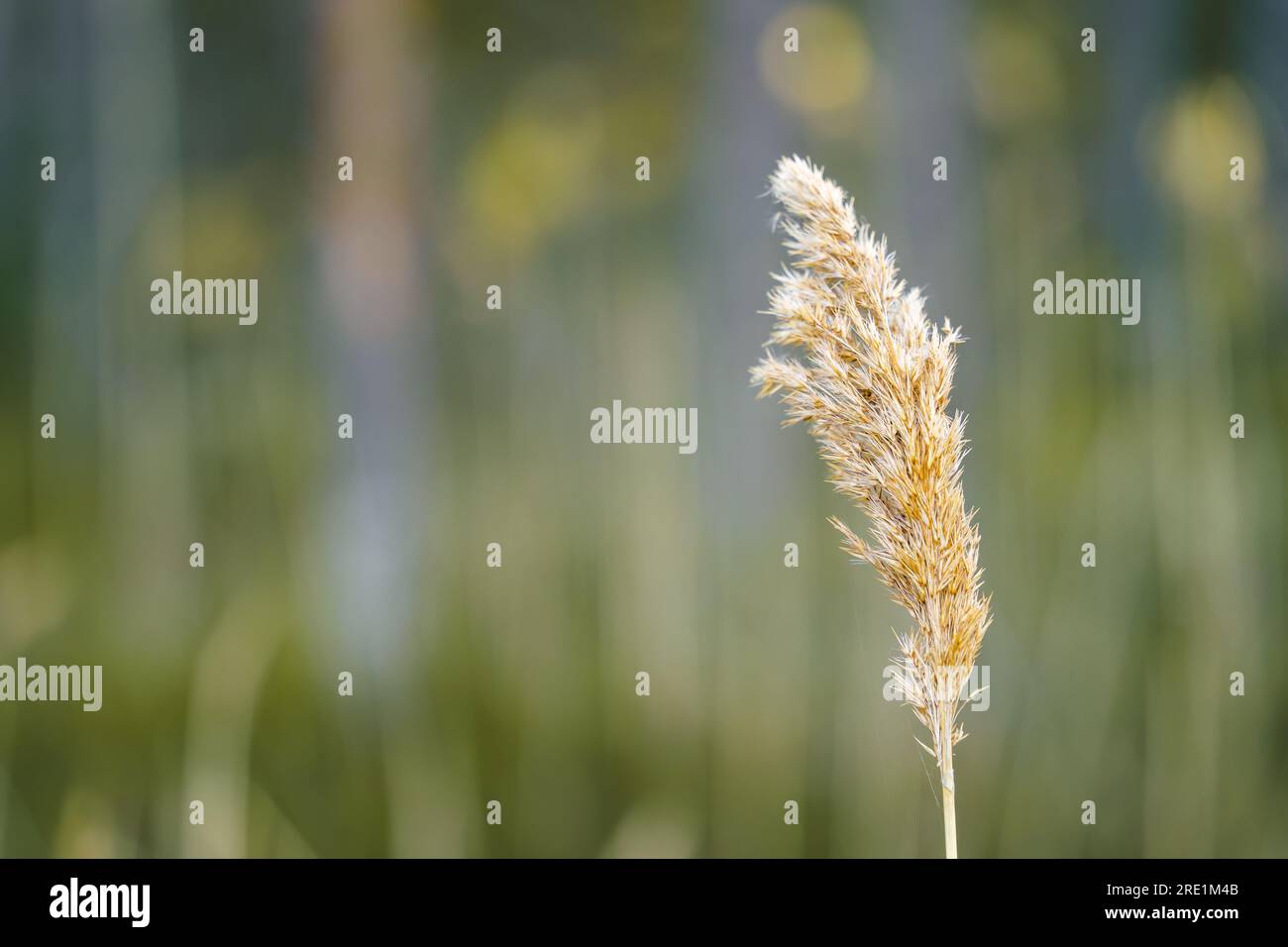 Schilf (Phragmites australis) im Frühling mit unscharfem Hintergrund Stockfoto