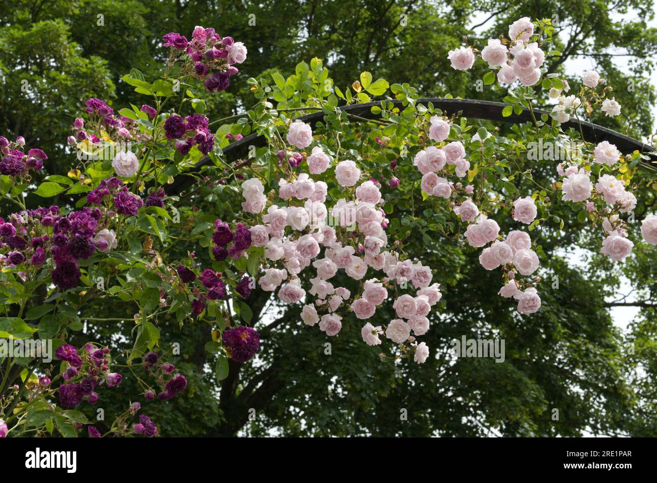 Blassrosa Sommerblumen von Rosa Debutante und Purple Blue Magenta im britischen Garten Juni Stockfoto