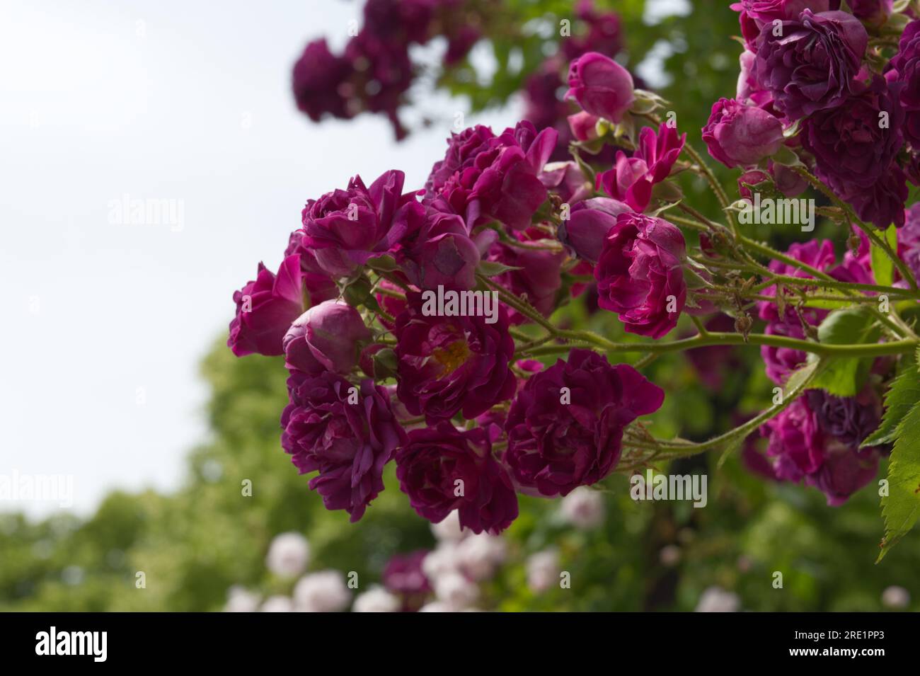 Violette Sommerblüten von Rmbler Rose, Rosa Bleu Magenta im britischen Garten Juni Stockfoto