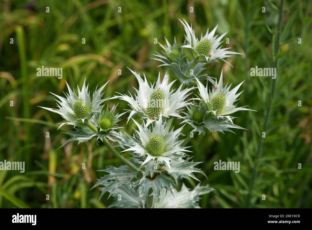 Weiße Sommerblumen von Eryngium giganteum, Miss Willmotts Geist oder silberne Meerjungfrau im britischen Garten June Stockfoto