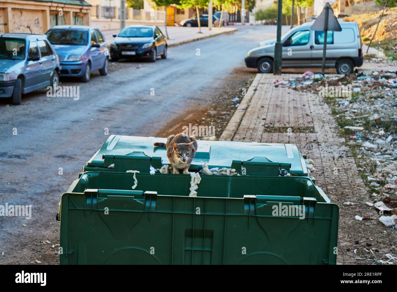 Obdachlose Katze auf dem Müllcontainer Stockfoto