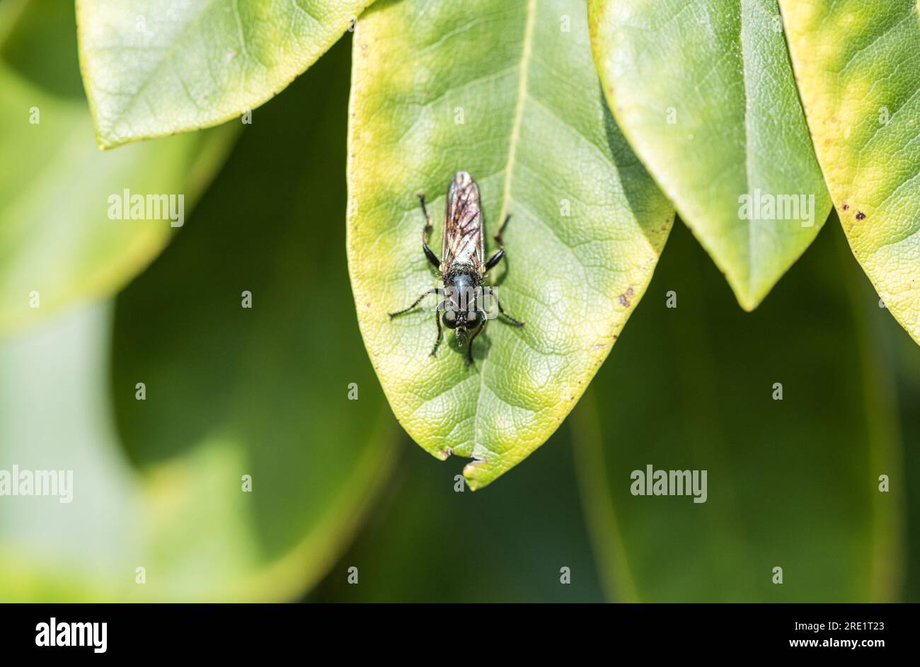 Goldhaariger Robberfly (Choerades marginatus) Stockfoto