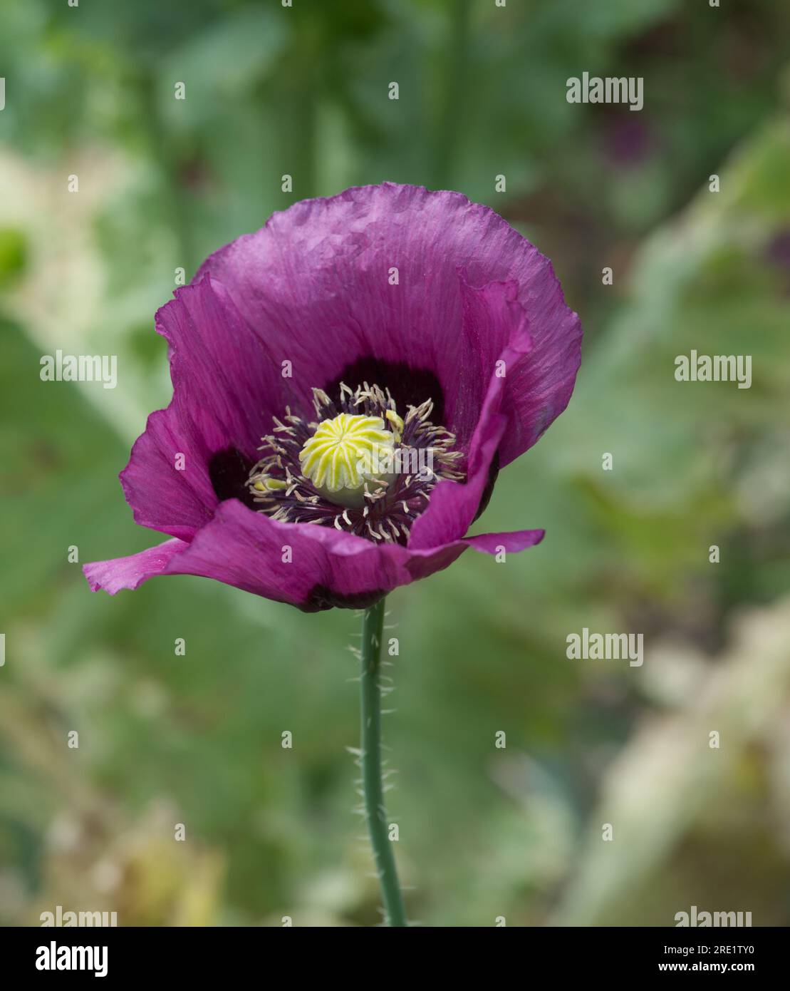 Lila Opiummohn, Papaver somniferum, im britischen Garten Juni Stockfoto