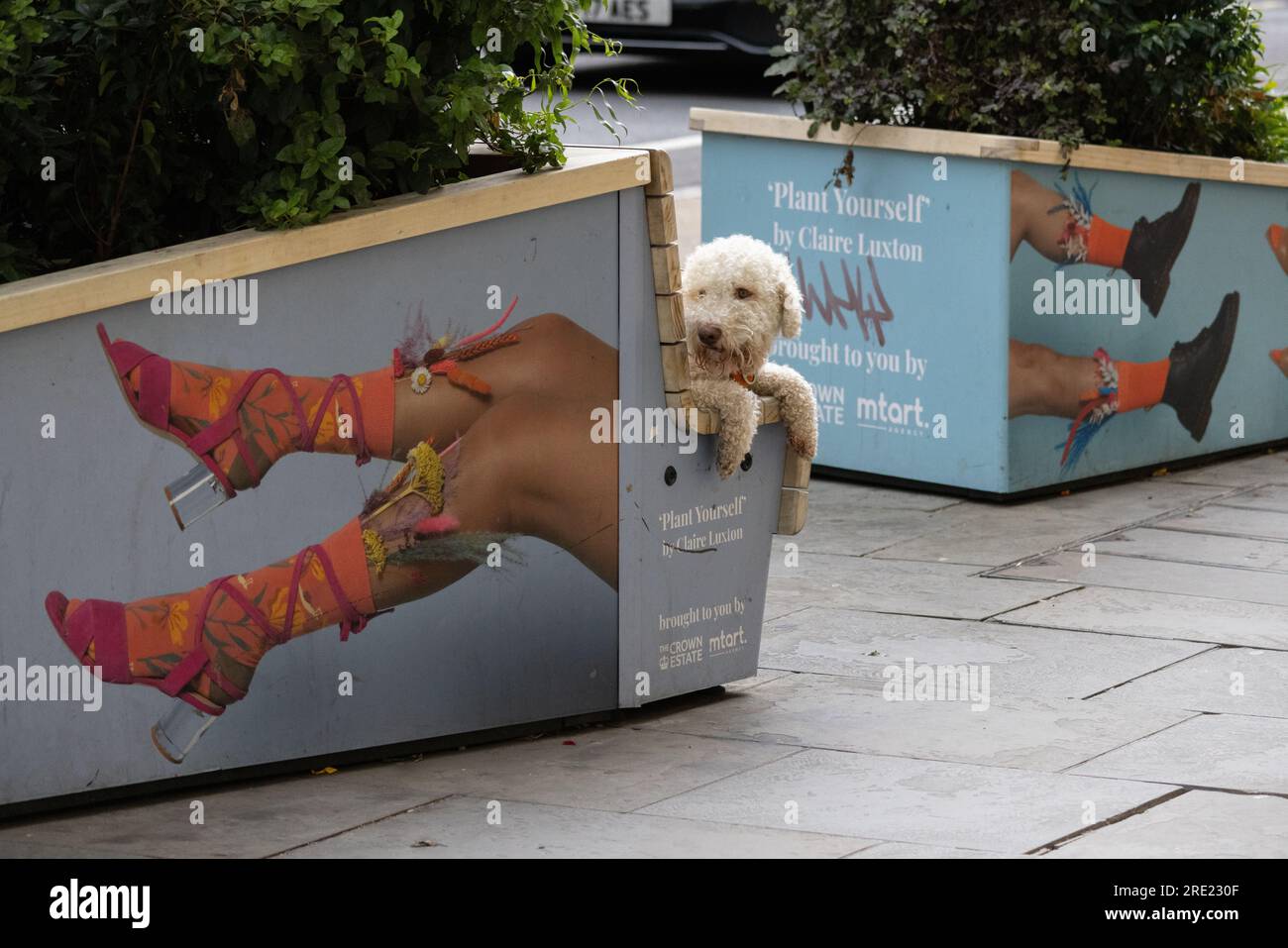 Der kuschelige Hund sitzt auf einer Straßenbank entlang der Regent Street, London, England, Großbritannien Stockfoto