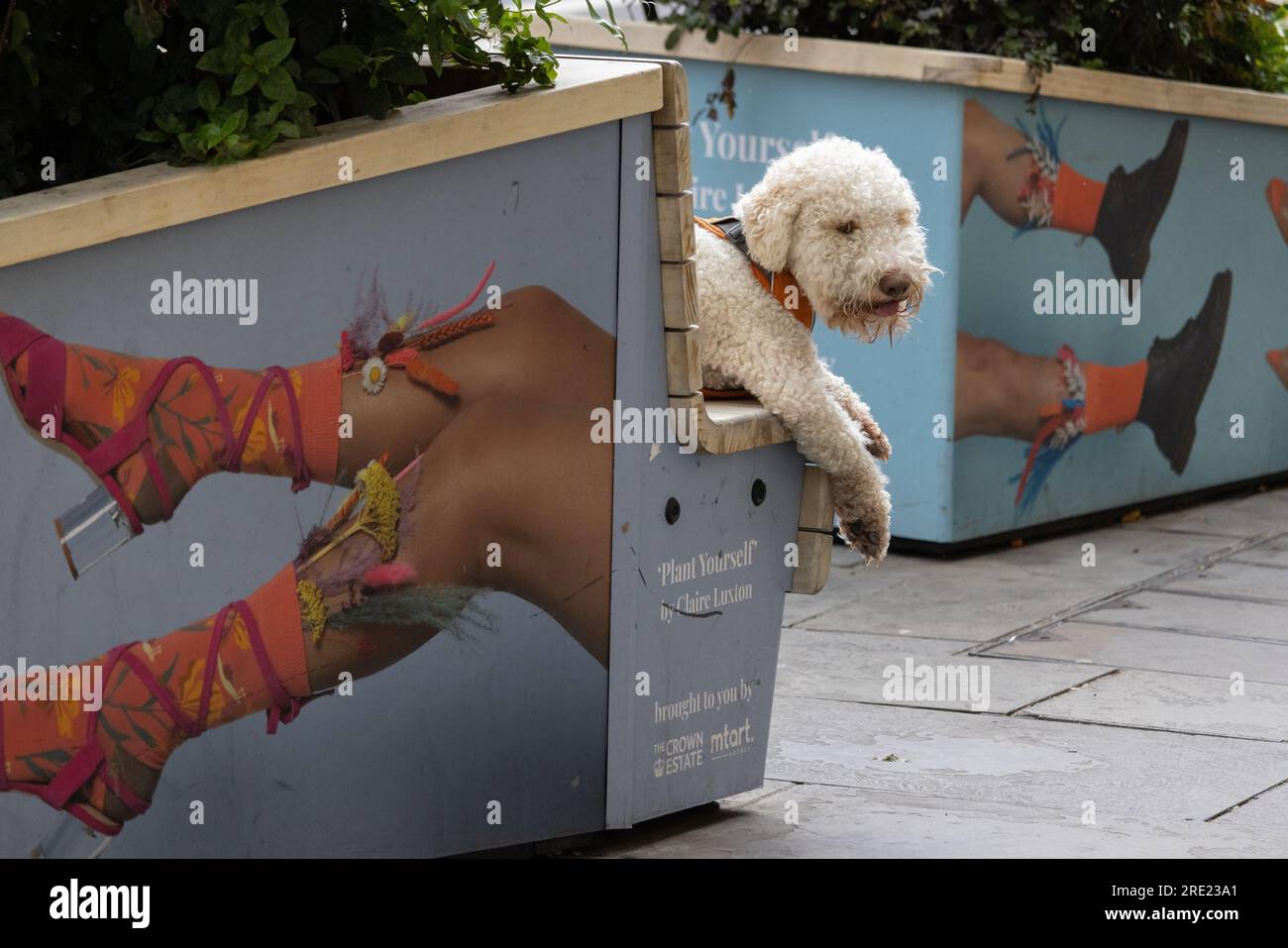 Der kuschelige Hund sitzt auf einer Straßenbank entlang der Regent Street, London, England, Großbritannien Stockfoto