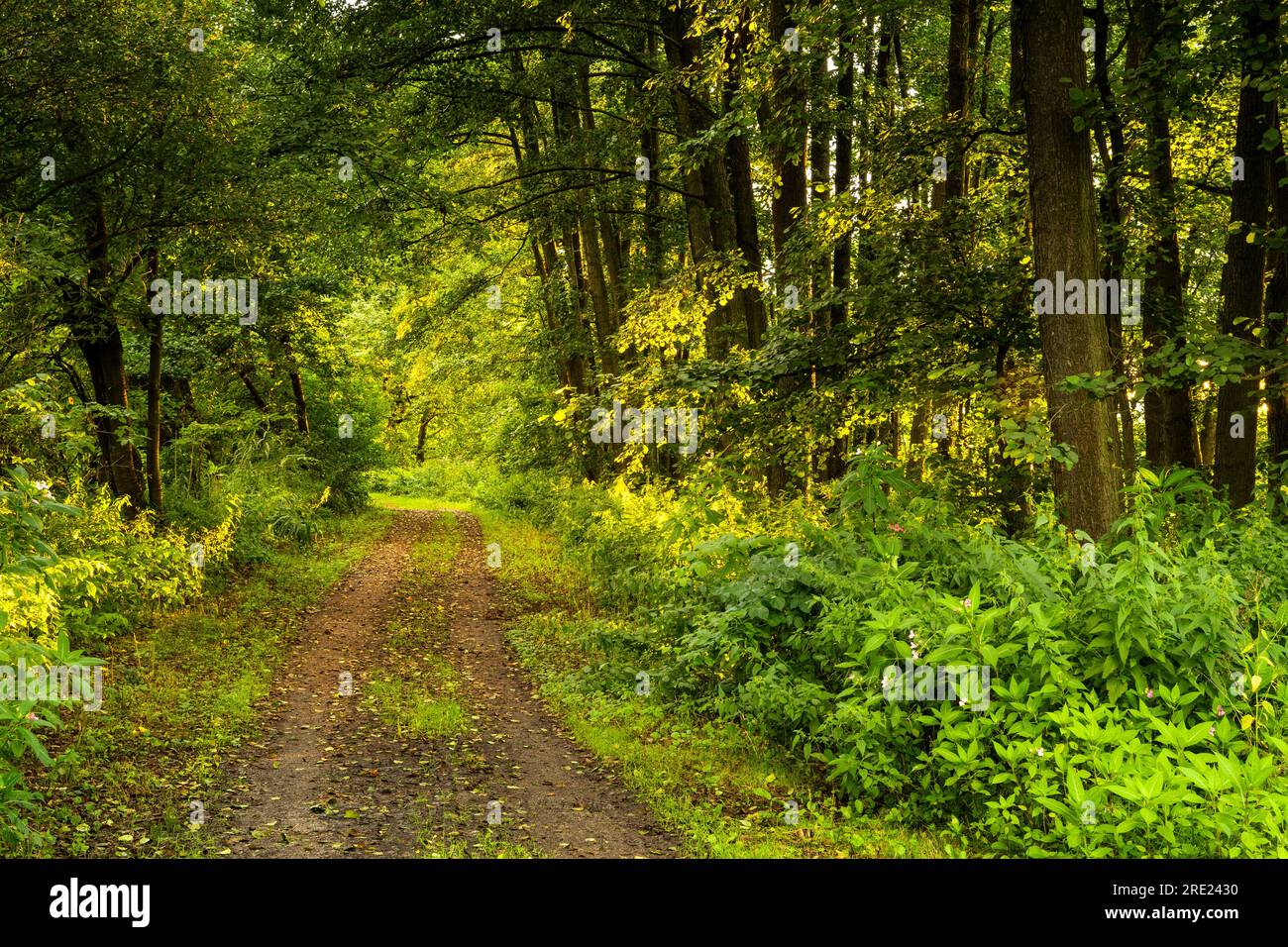 Ein Wanderweg in einem Wald im Naturschutzgebiet Regentalaue. Oberpfalz, Bayern, Deutschland. Stockfoto