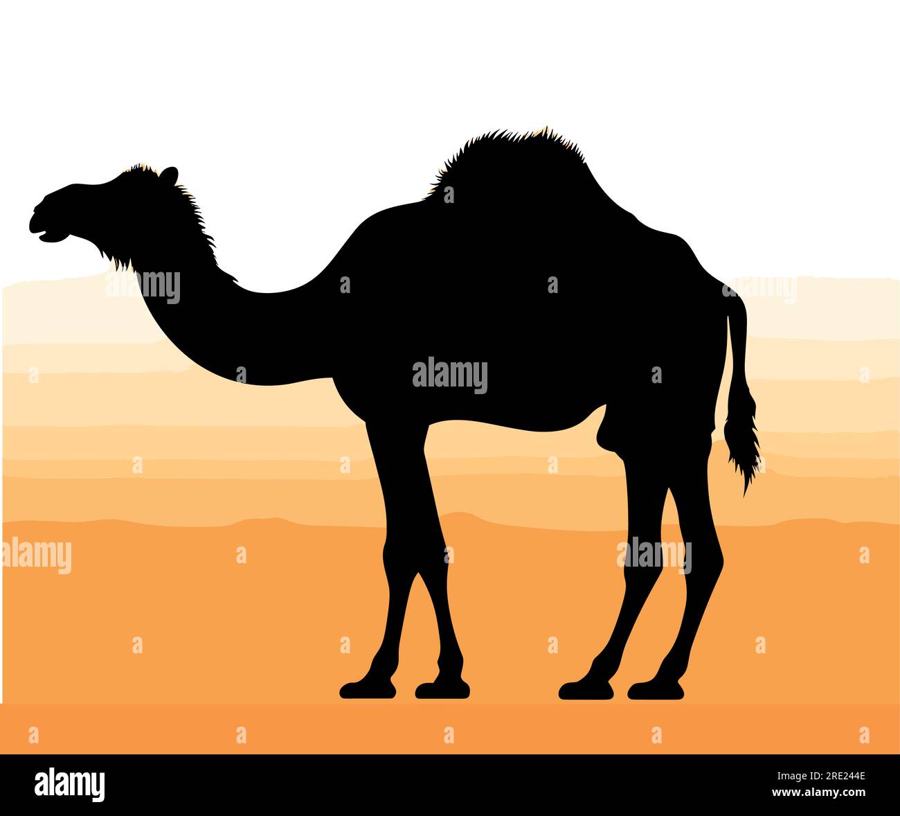 Kamel und Wandern im Sonnenuntergang Vektor, Silhouette einer Kamelkarawane mit Kamel in der Wüste auf den Bergen, Vektor Illustration. Stock Vektor
