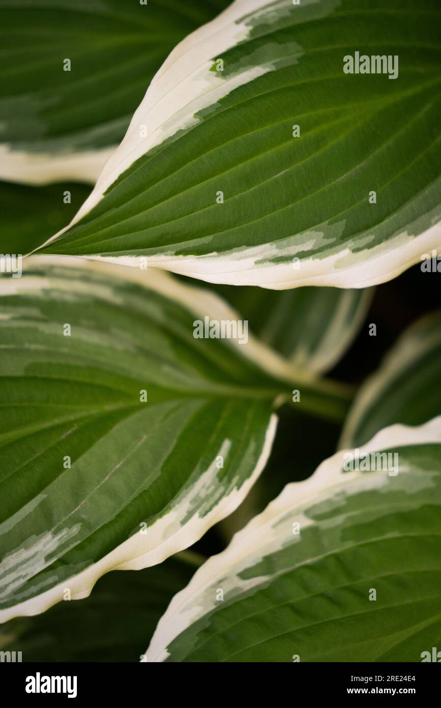 Bunte Hosta Blätter Stockfoto