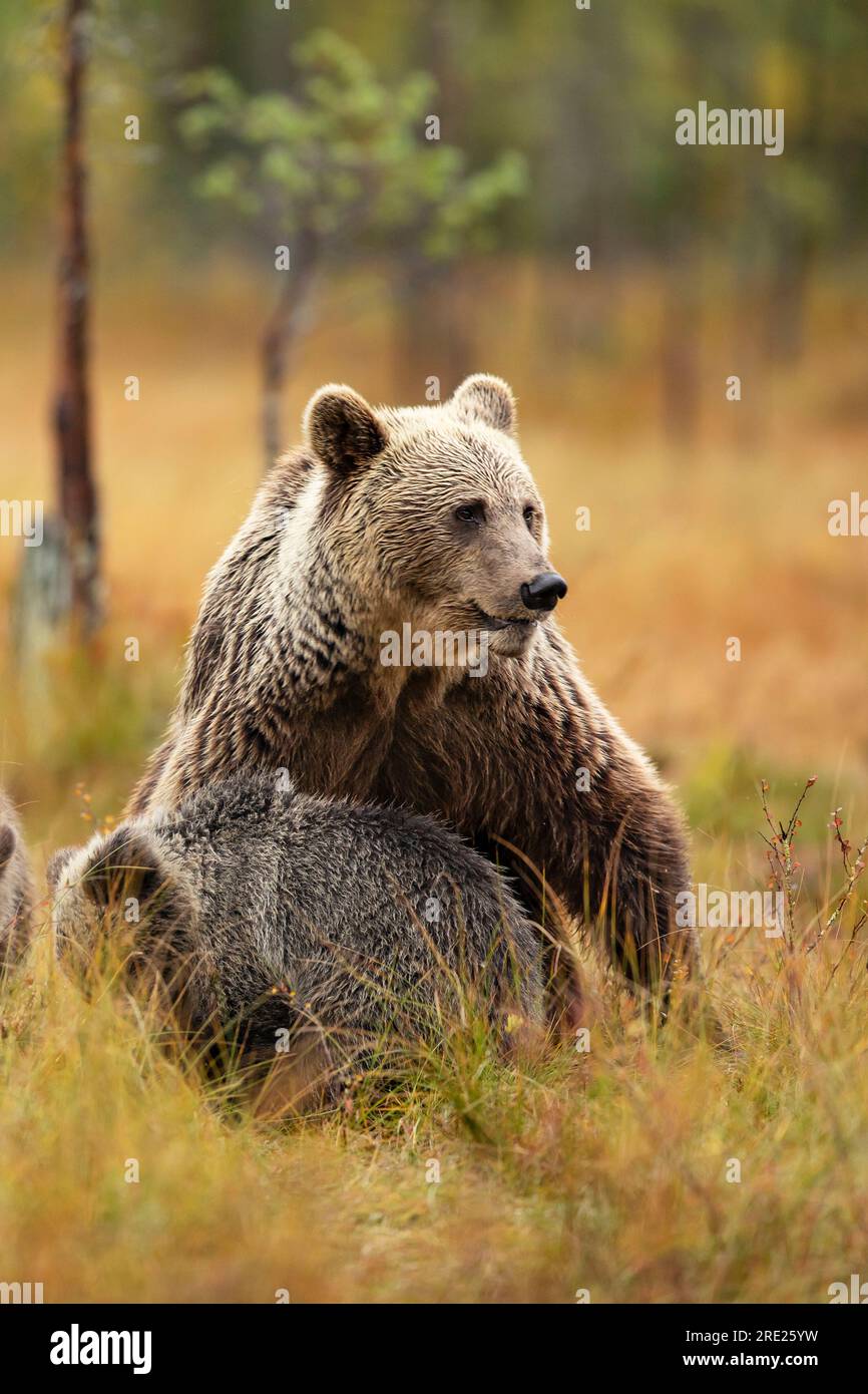 Bärenfamilie in Taiga. Braunes Bärenjunges mit Mutter. Wunderschöne Tiere spazieren durch Taiga im Herbst. Finnische Natur Stockfoto