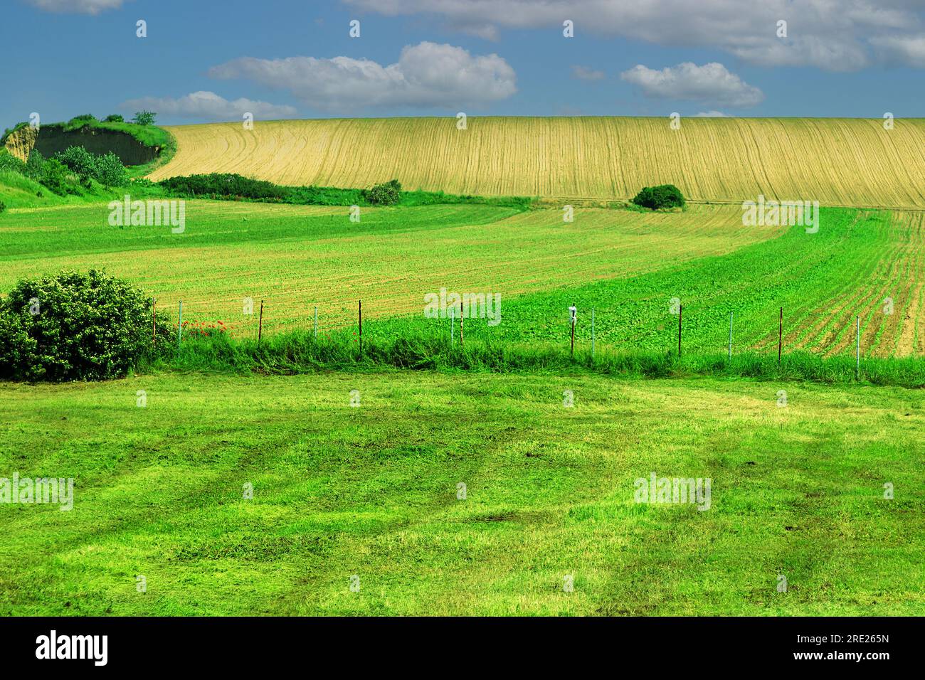 Landwirtschaftlich genutzte Flächen mit Grüngras und Pflanzen Stockfoto