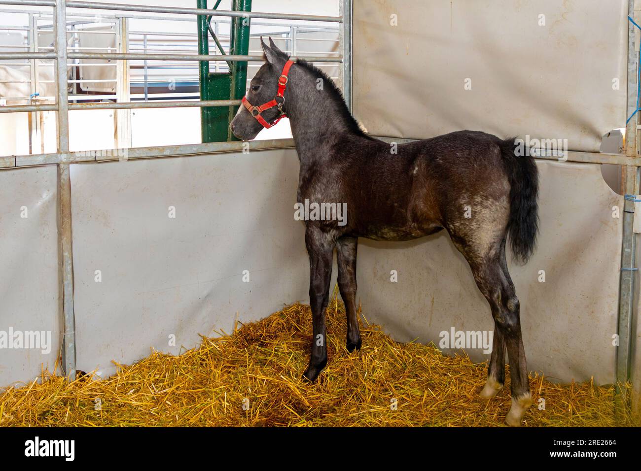 Junge Fohlen im Stall auf dem Landwirtschaftsmarkt Stockfoto