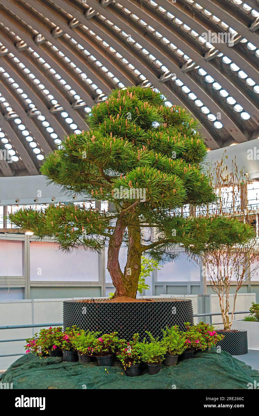 Kleiner Kiefernbaum in einer großen Glashalle Stockfoto