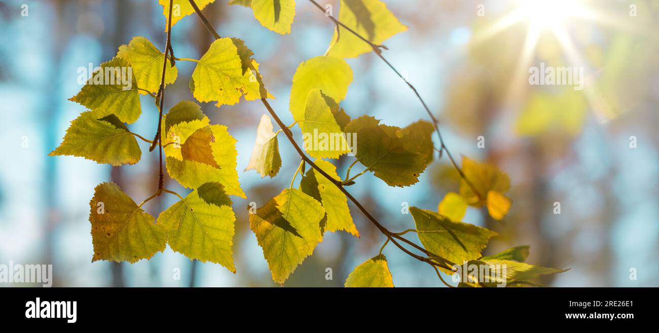 Wunderschöne Herbstlandschaft mit gelben Herbstbäumen und Sonne. Buntes Laub im Wald. Natürlicher Hintergrund Stockfoto