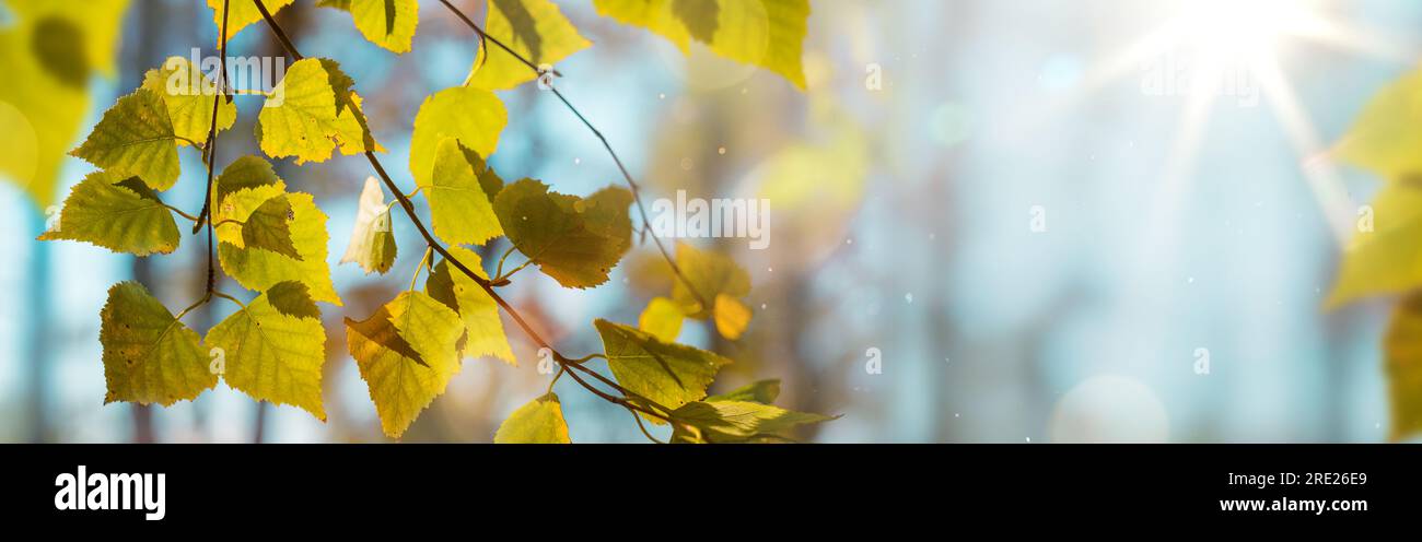 Wunderschöne Herbstlandschaft mit gelben Herbstbäumen und Sonne. Buntes Laub im Wald. Natürlicher Hintergrund Stockfoto