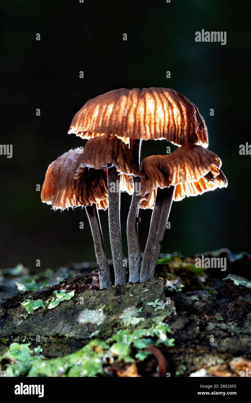 Im Dupont Recreational State Forest in der Nähe von Brevard, North Carolina, USA, wachsen winzige Pilze auf dem Baumstamm Stockfoto