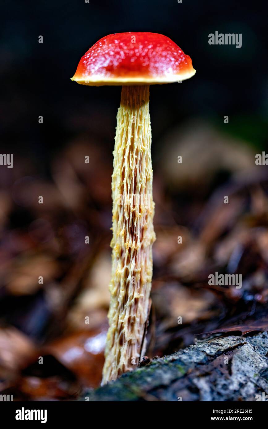 Shaggy stalked Bolete (Aureoboletus betula) bei Nacht beleuchtet - in der Nähe des DuPont State Recreational Forest, in der Nähe von Brevard, North Carolina, USA Stockfoto