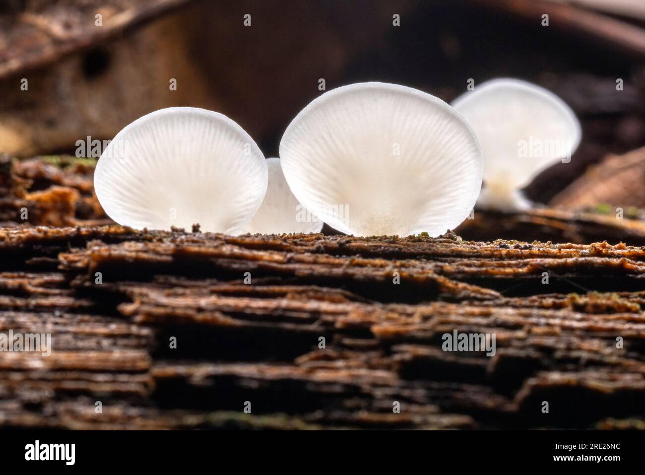 Zarte weiße Pilze, die auf gefallenem Baumstamm wachsen – DuPont Recreational State Forest, in der Nähe von Brevard, North Carolina, USA Stockfoto