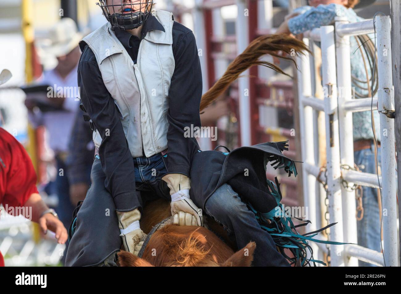 Junior Steer Rider beim Neyaskweyahk Native Classic Indian Rodeo. Maskwacis (Hobbema), Alberta, Kanada Stockfoto