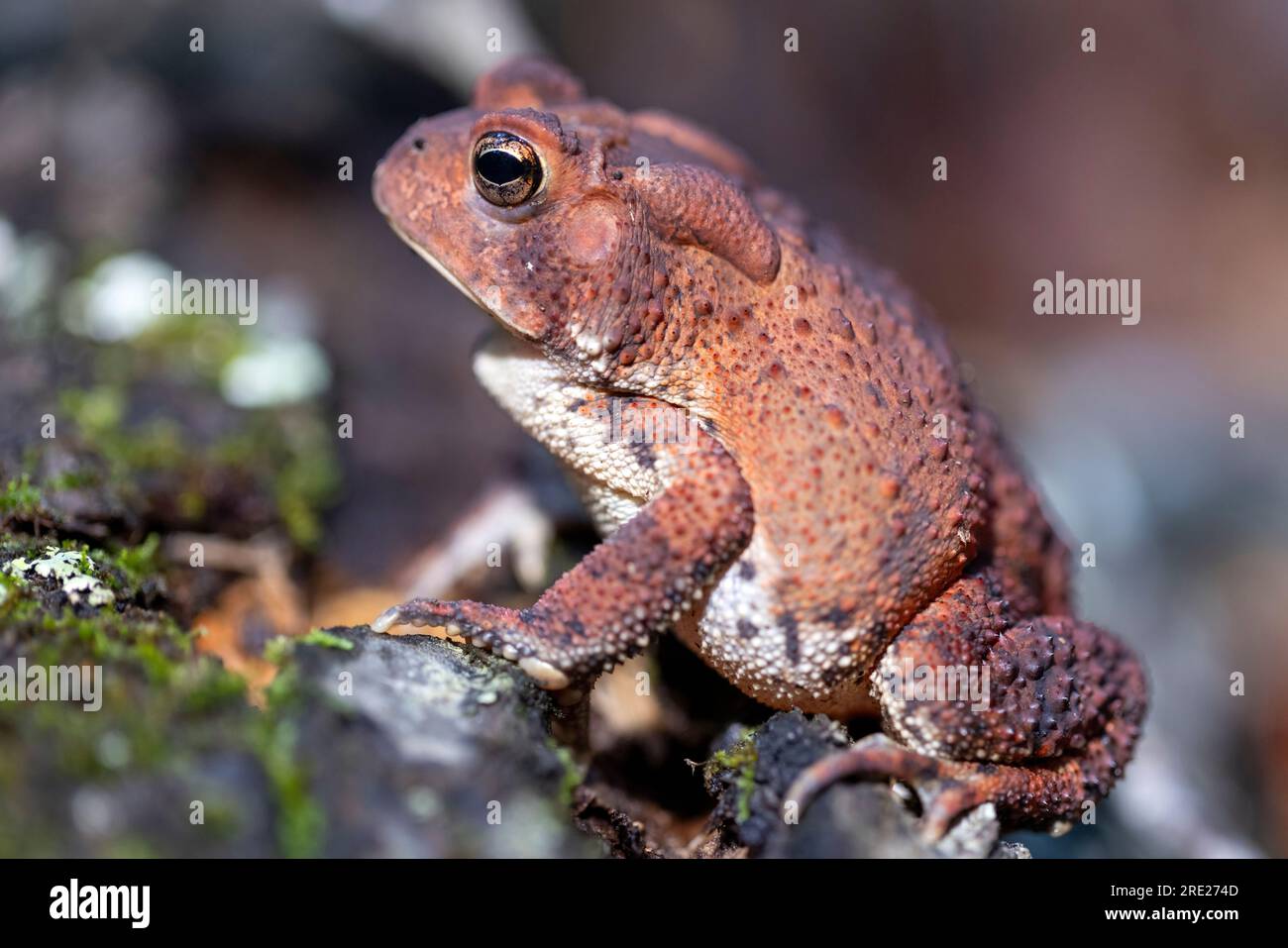 Nahaufnahme einer amerikanischen Kröte (Anaxyrus americanus) – Dupont Recreational State Forest, in der Nähe von Brevard, North Carolina, USA Stockfoto