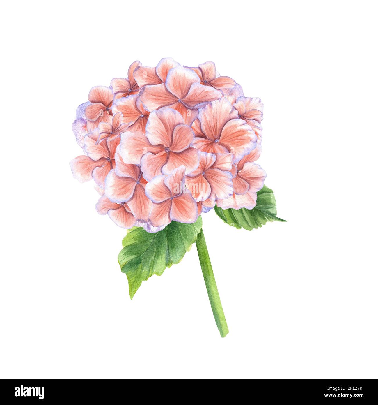 Klassischer Hortensienzweig. Bouquet in trendigen Herbstfarben. Aquarelldarstellung isoliert auf weißem Hintergrund. Perfekt für Hochzeitsdesigns Stockfoto