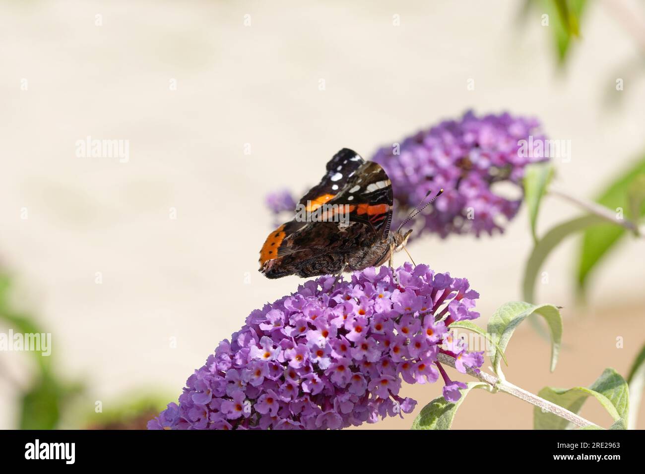 peacock Butterfly sammelt Nektar Stockfoto
